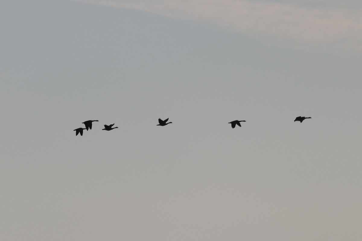 Canada Goose - ML641405363