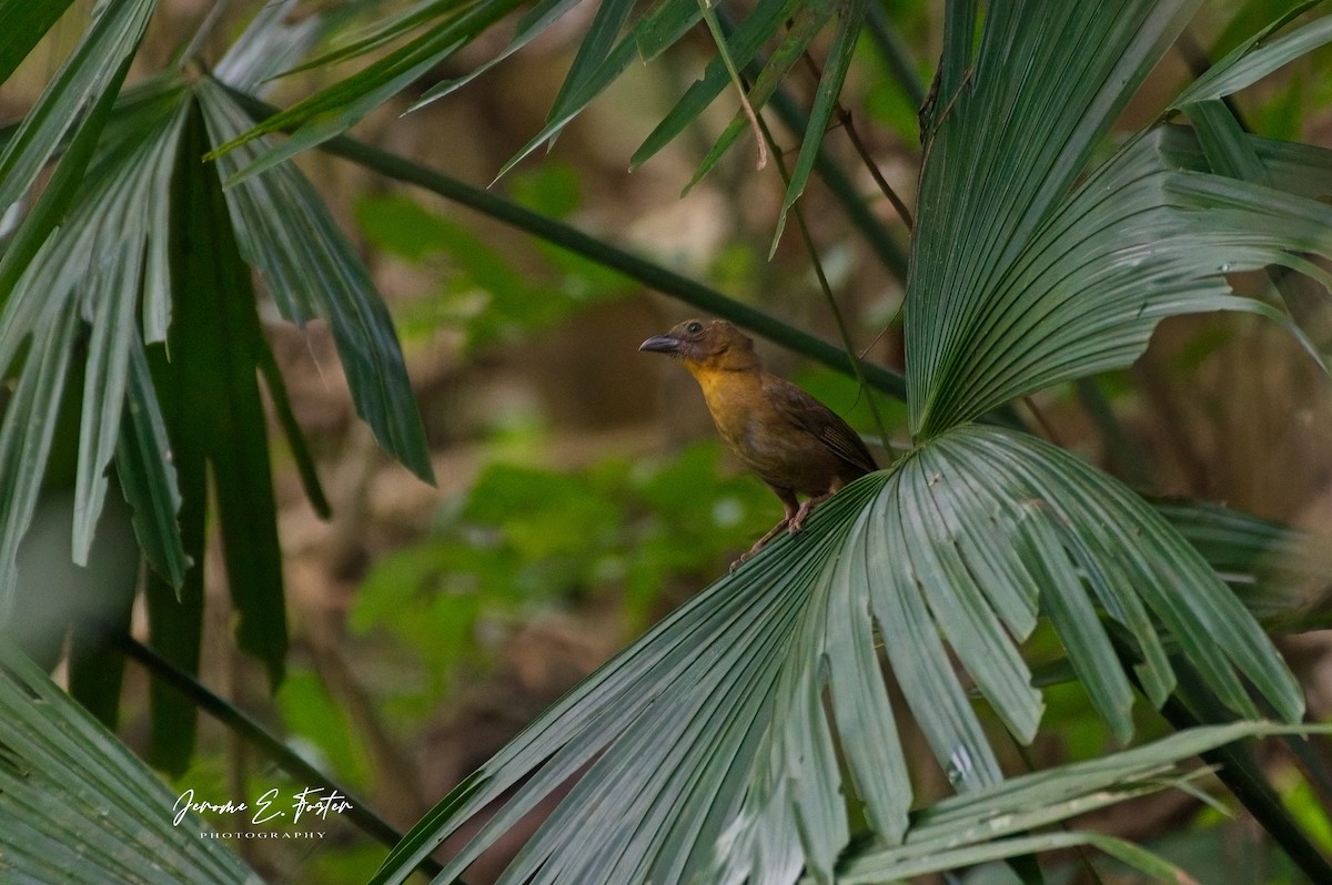Red-throated Ant-Tanager - ML641405368