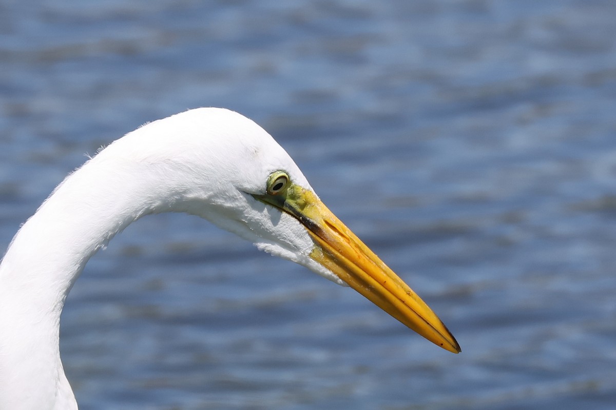 Great Egret - ML641405369