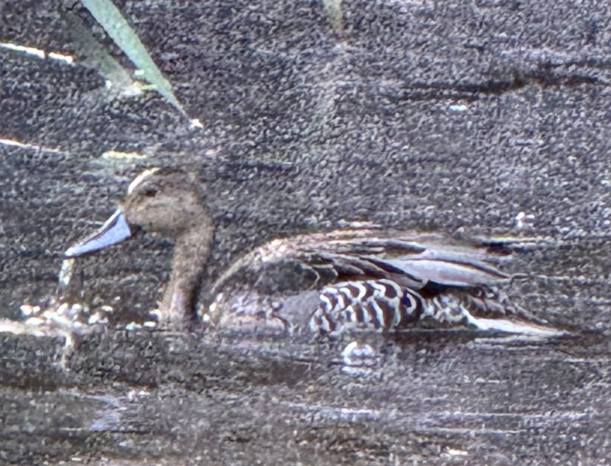 Northern Pintail - ML641405371