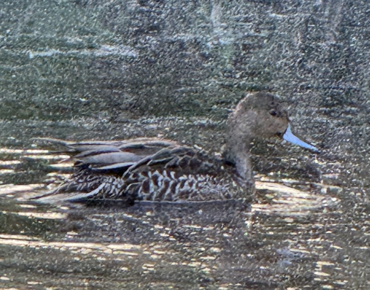 Northern Pintail - ML641405372