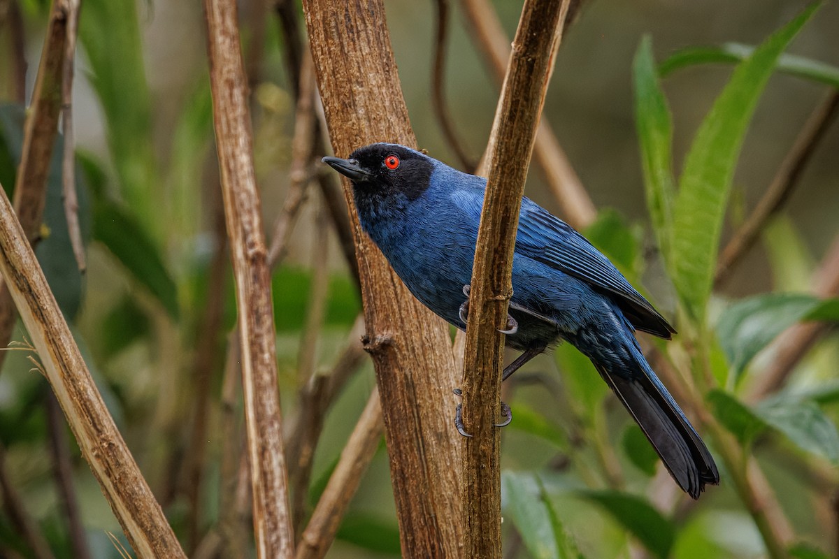 Masked Flowerpiercer - ML641405373