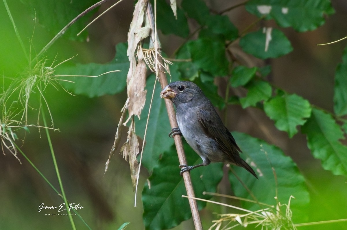 Slate-colored Seedeater - ML641405376