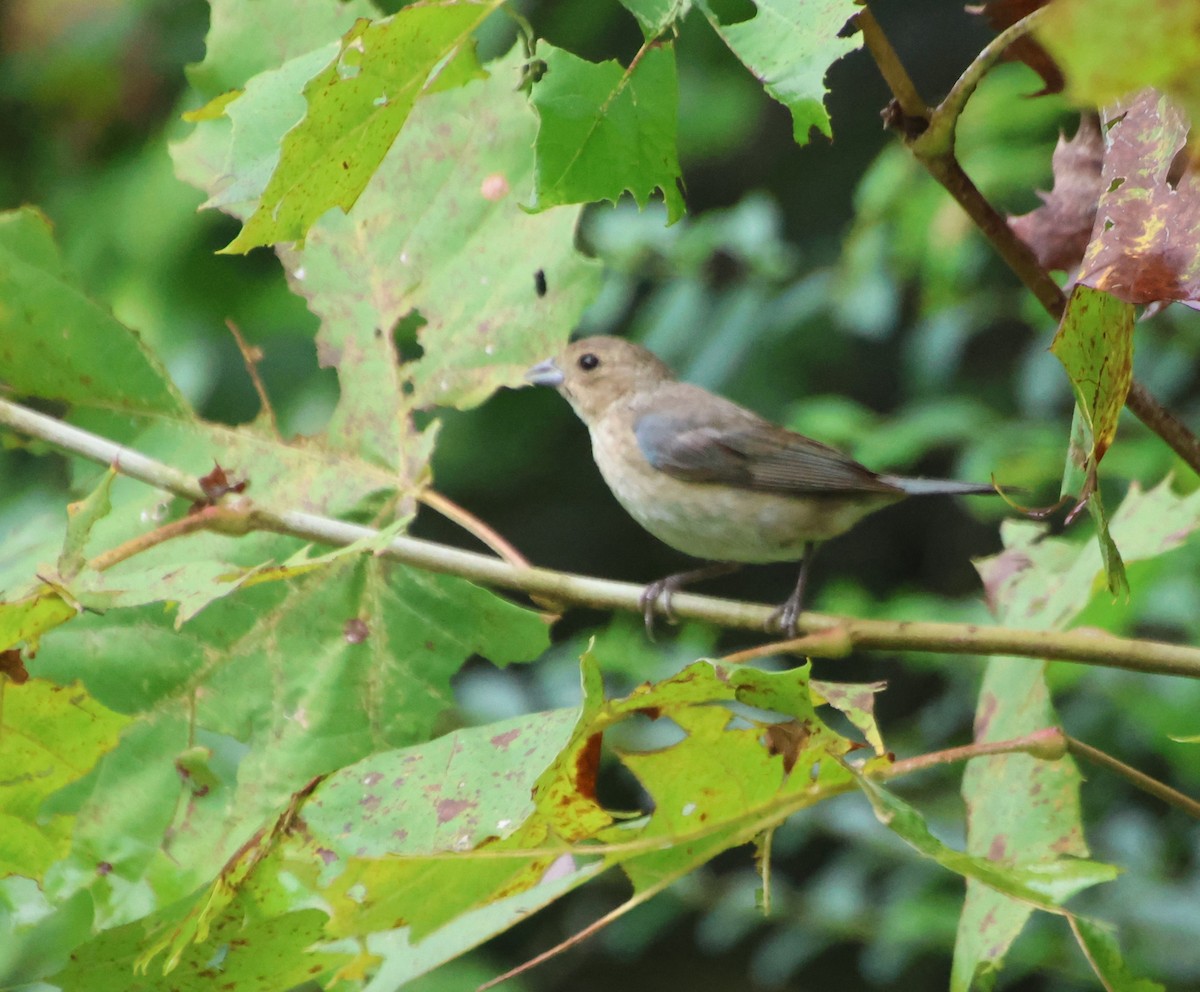Indigo Bunting - ML641405377