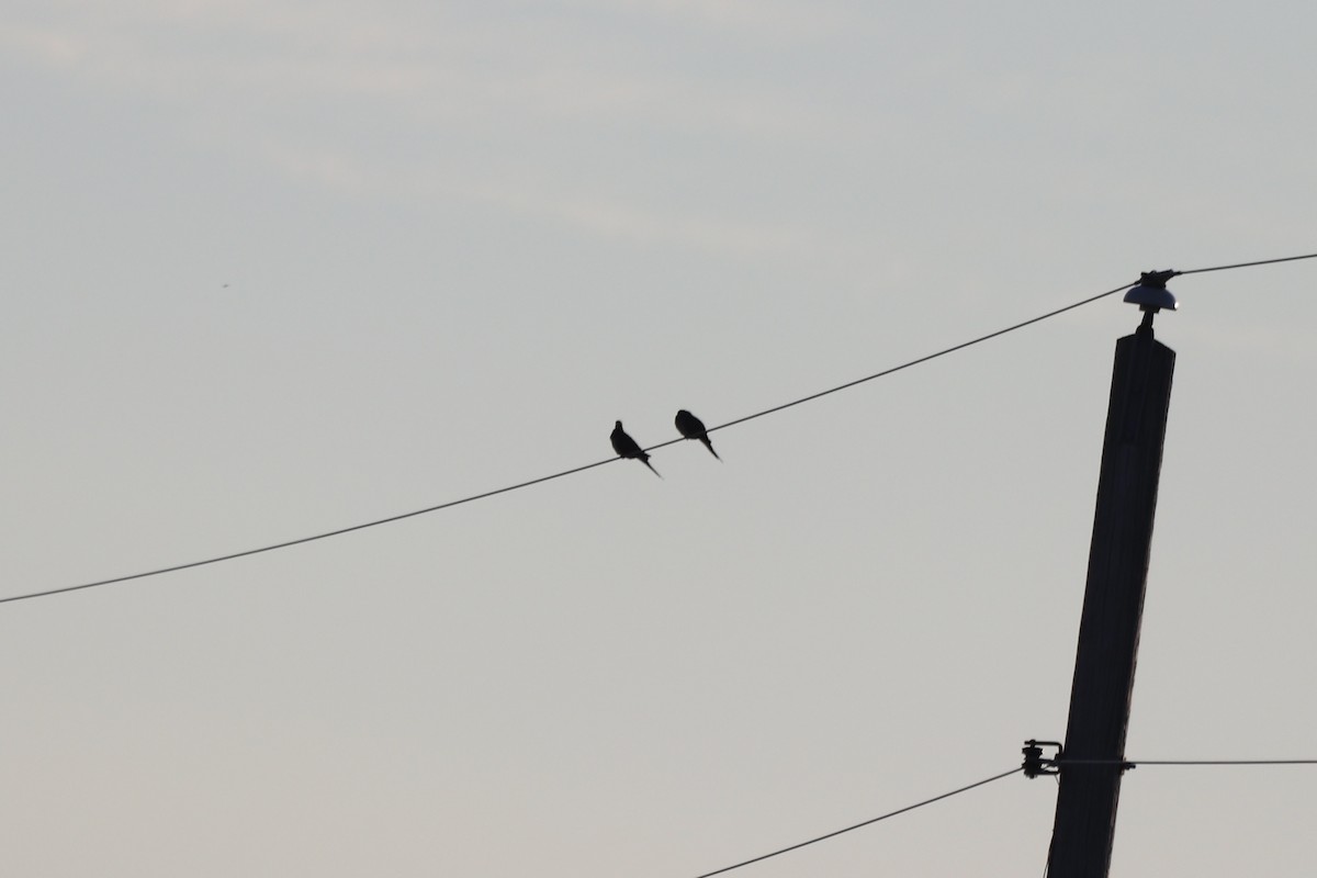 Mourning Dove - ML641405379
