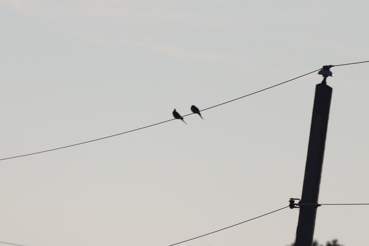 Mourning Dove - ML641405380