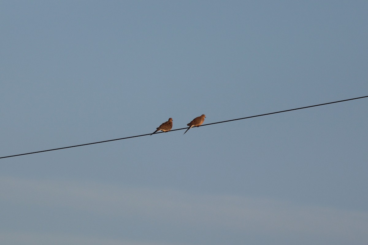 Mourning Dove - ML641405381