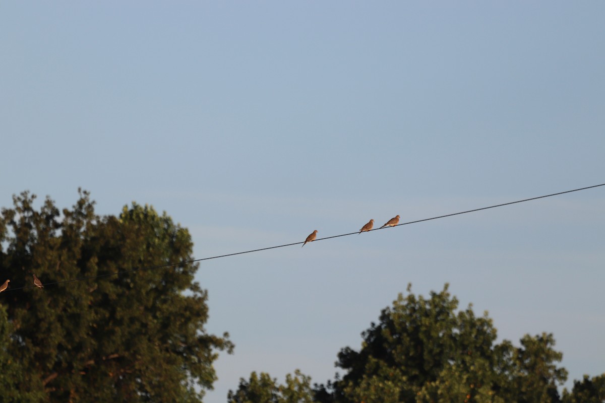 Mourning Dove - ML641405383