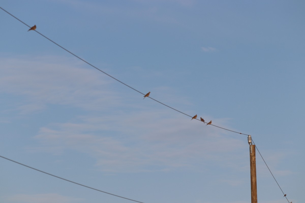 Mourning Dove - ML641405384