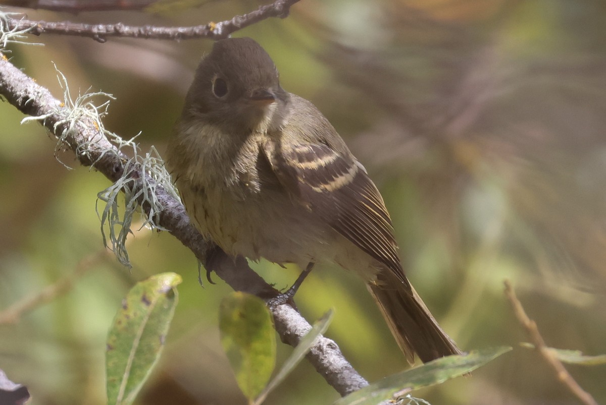 Western Flycatcher (Pacific-slope) - ML641405386