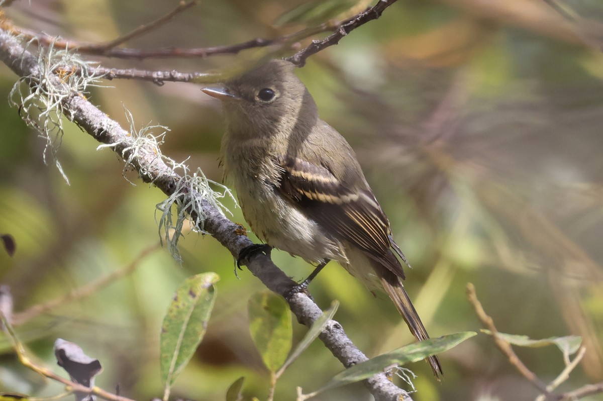 Western Flycatcher (Pacific-slope) - ML641405387