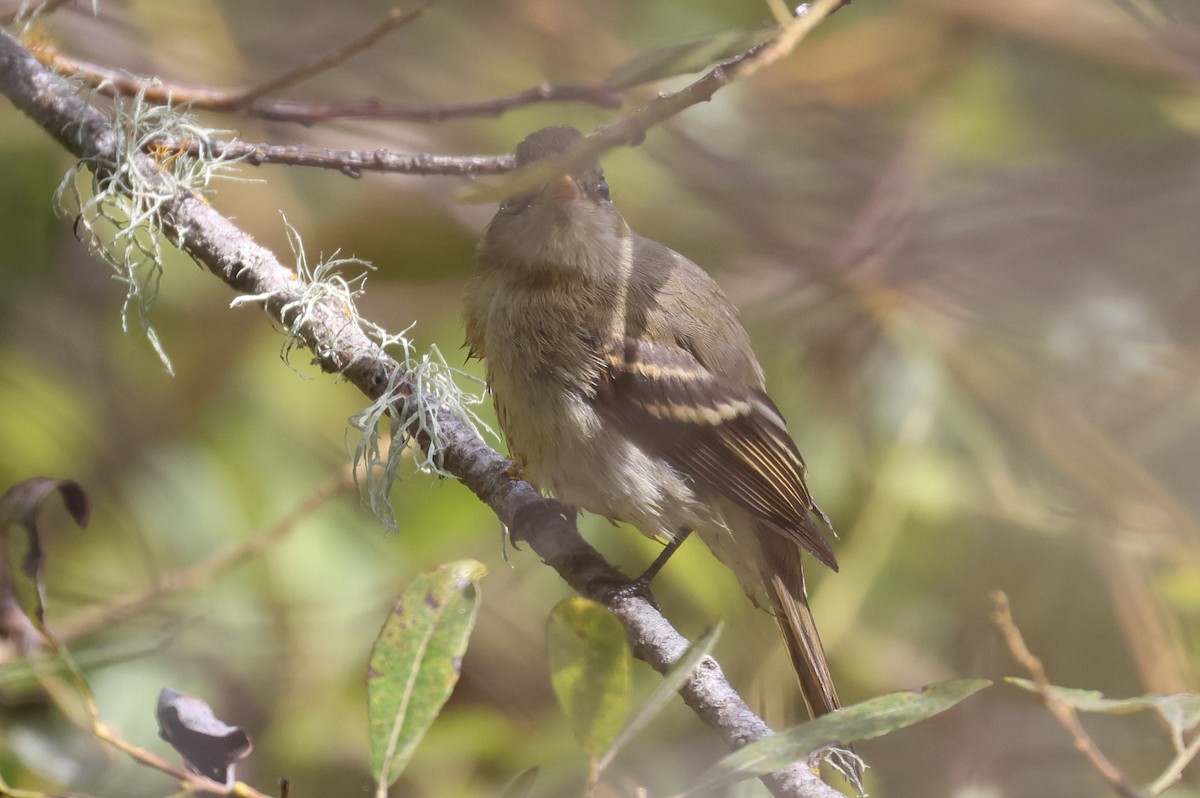 Western Flycatcher (Pacific-slope) - ML641405388