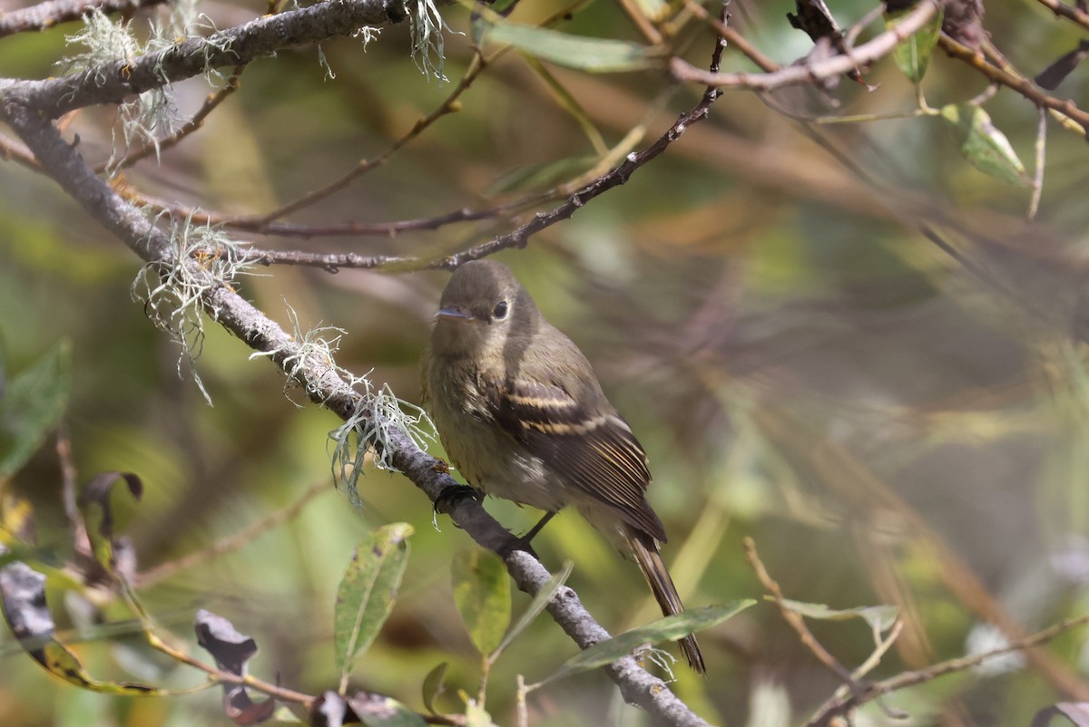Western Flycatcher (Pacific-slope) - ML641405389
