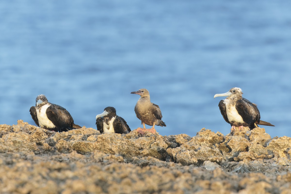 Red-footed Booby - ML641405397
