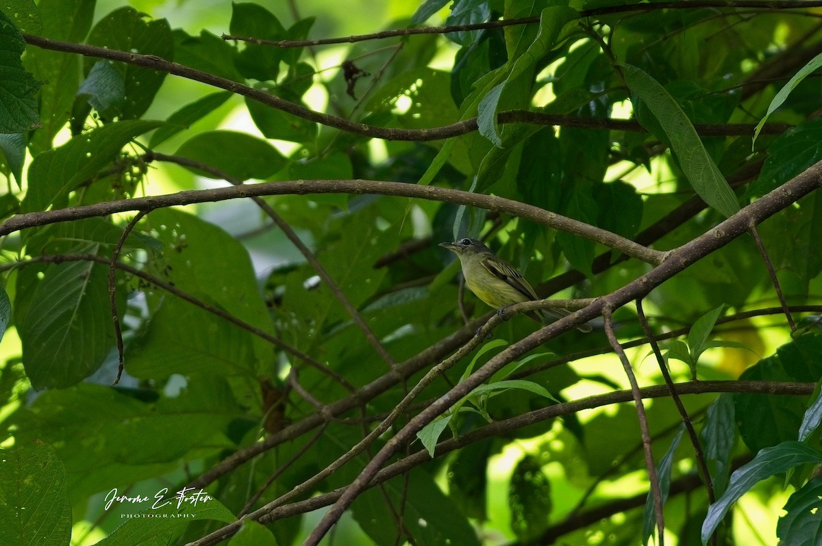 Yellow-winged Flatbill - ML641405423