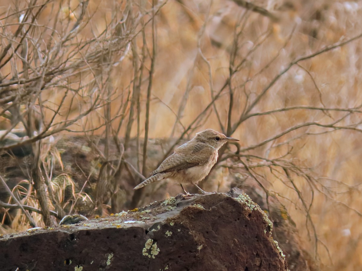 Rock Wren - ML641405435