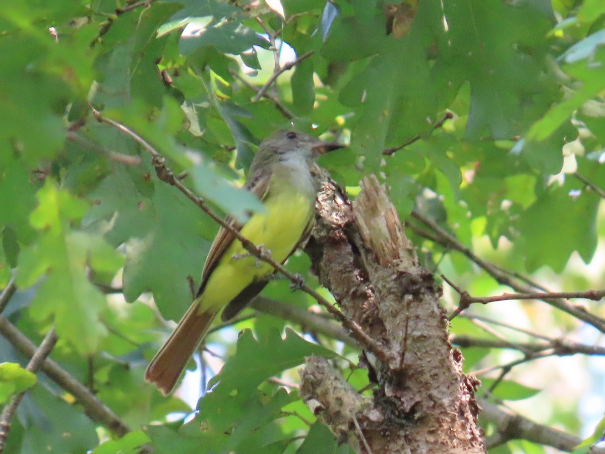 Great Crested Flycatcher - ML641405440
