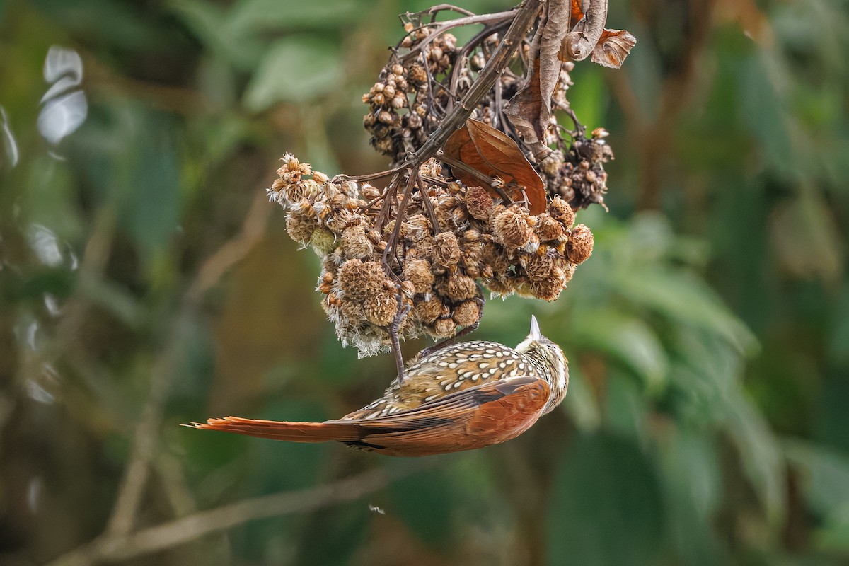 Pearled Treerunner - ML641405446