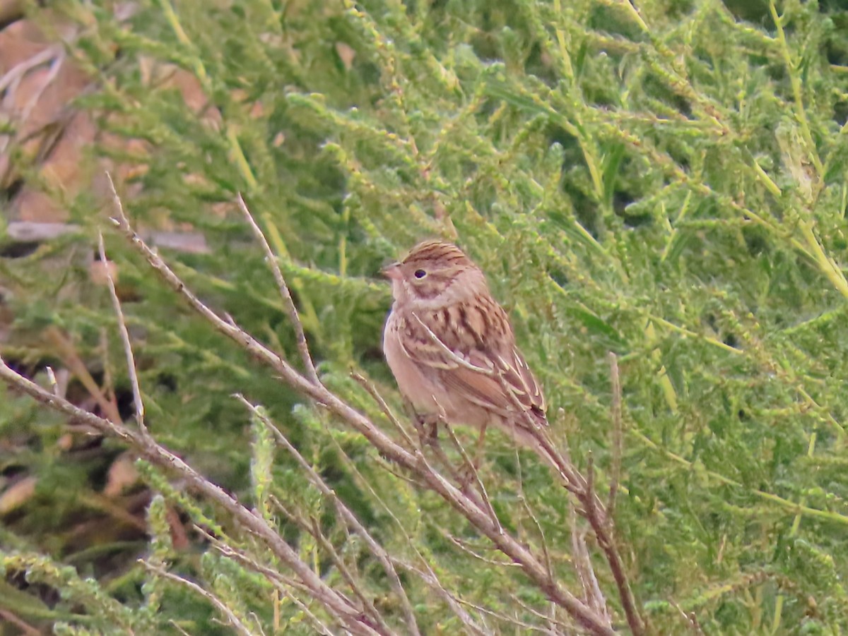 Brewer's Sparrow - ML641405452