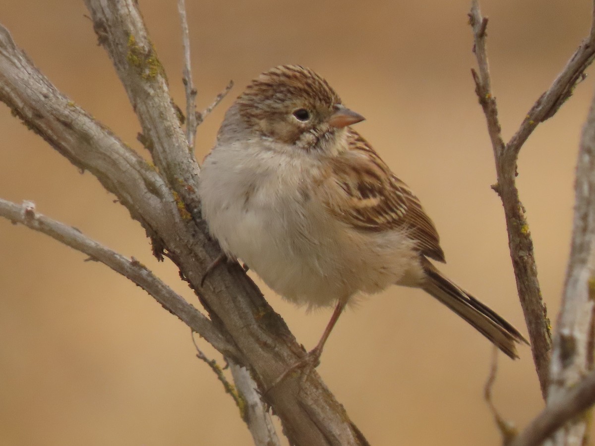 Brewer's Sparrow - ML641405453