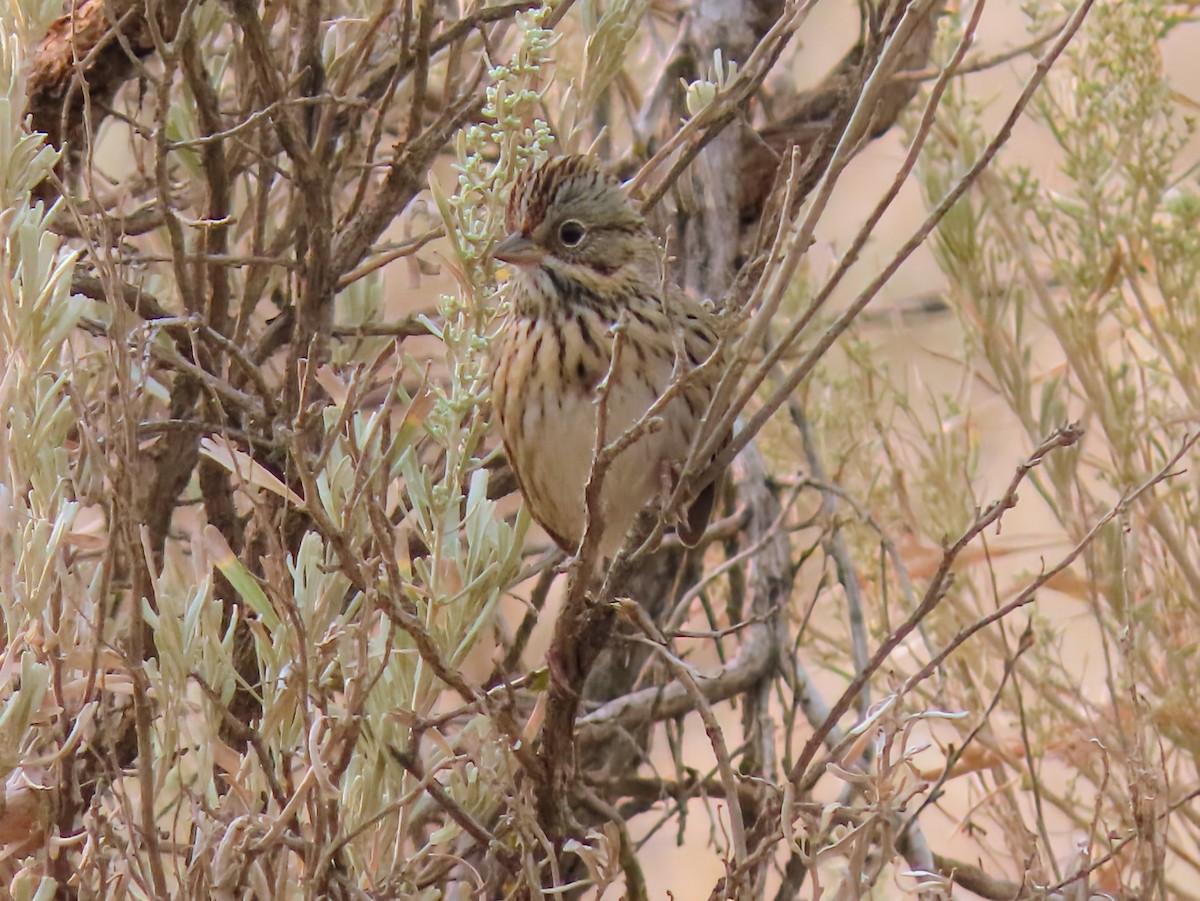 Lincoln's Sparrow - ML641405458