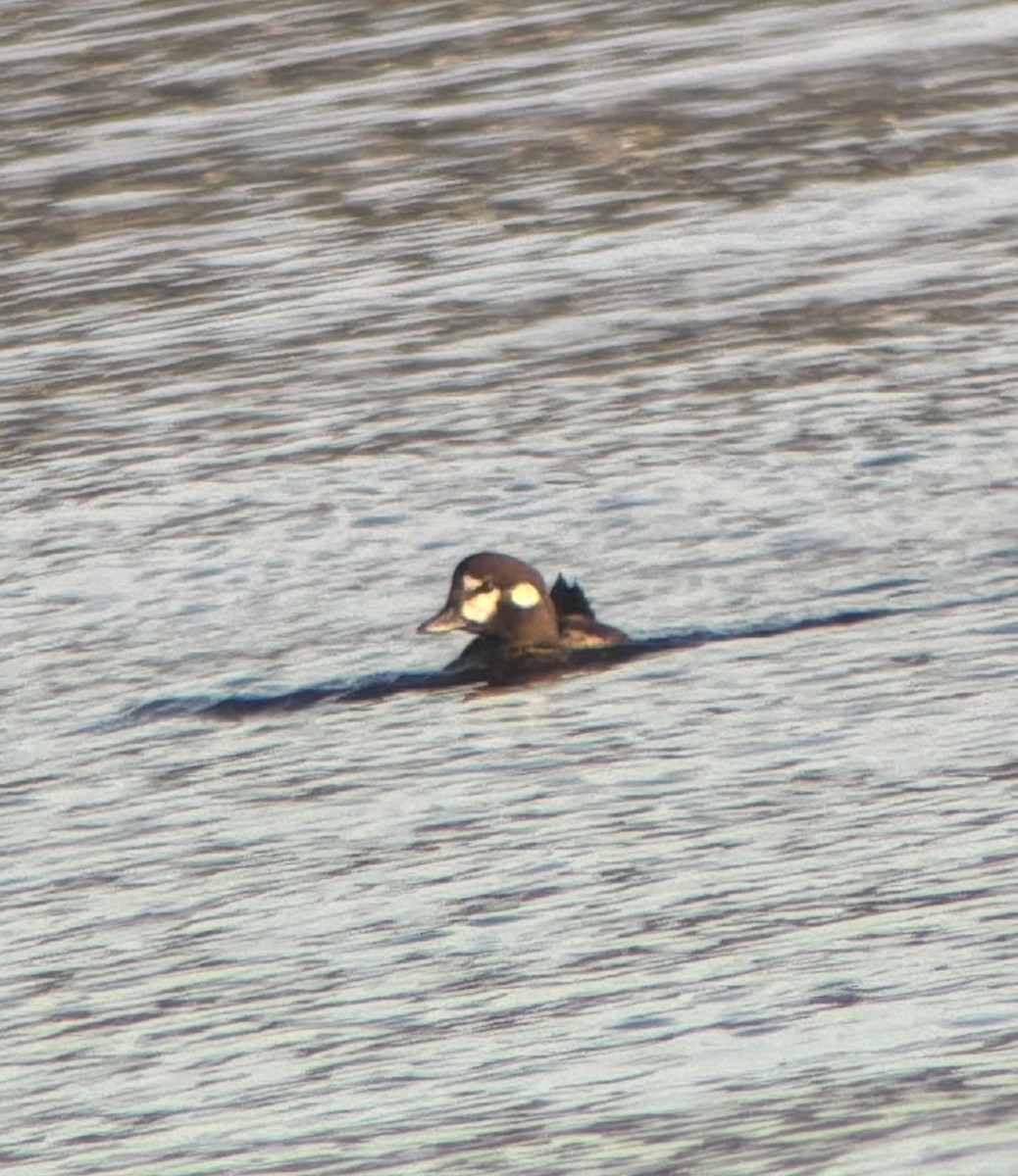 Harlequin Duck - ML641405476