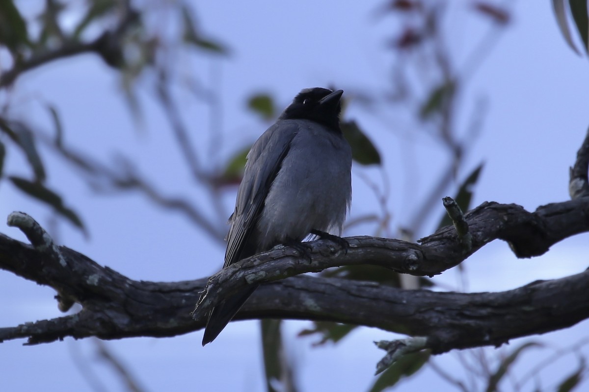Black-faced Cuckooshrike - ML641405478