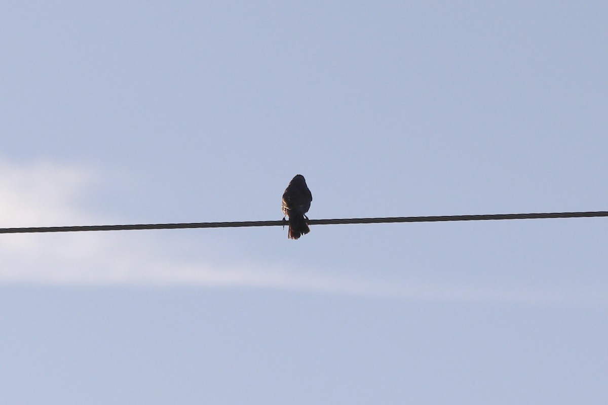 Brown-headed Cowbird - ML641405480