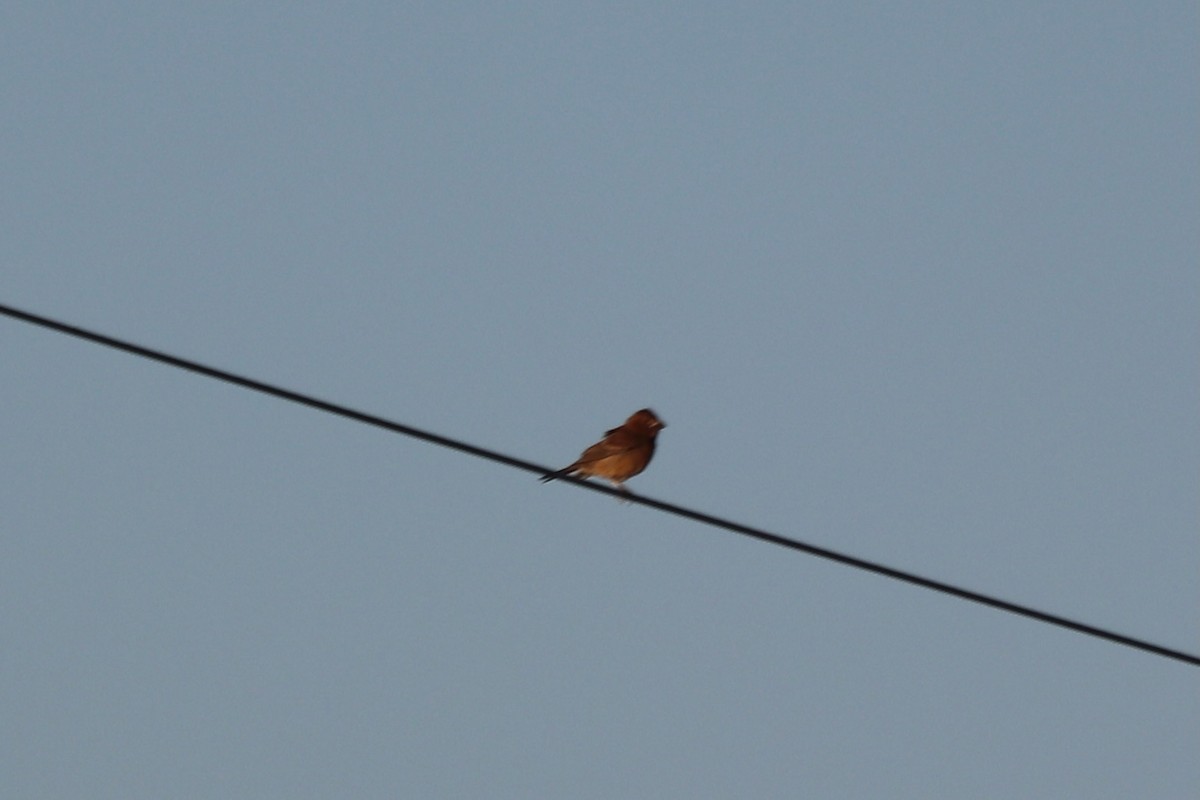 Brown-headed Cowbird - ML641405481
