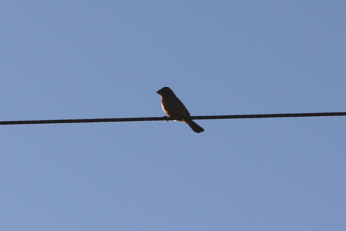 Brown-headed Cowbird - ML641405482