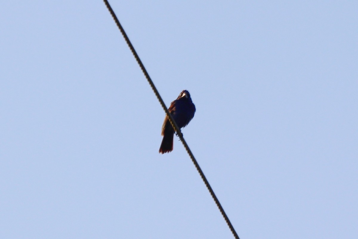 Brown-headed Cowbird - ML641405483