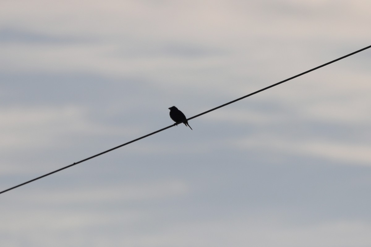 Brown-headed Cowbird - ML641405485
