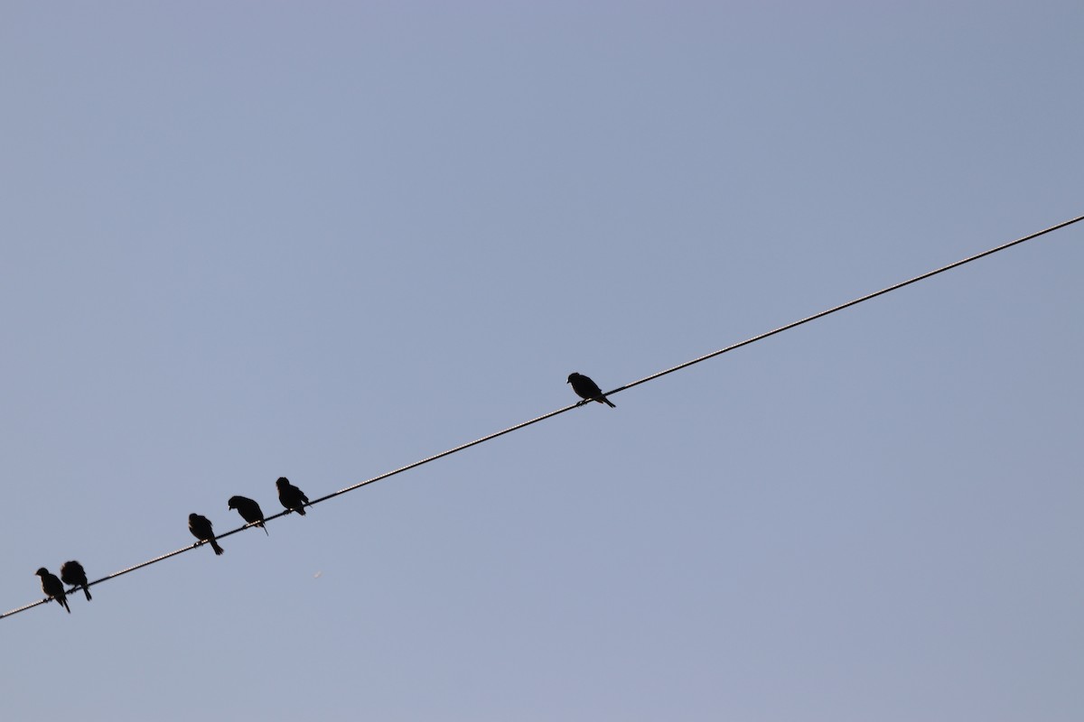 Brown-headed Cowbird - ML641405486