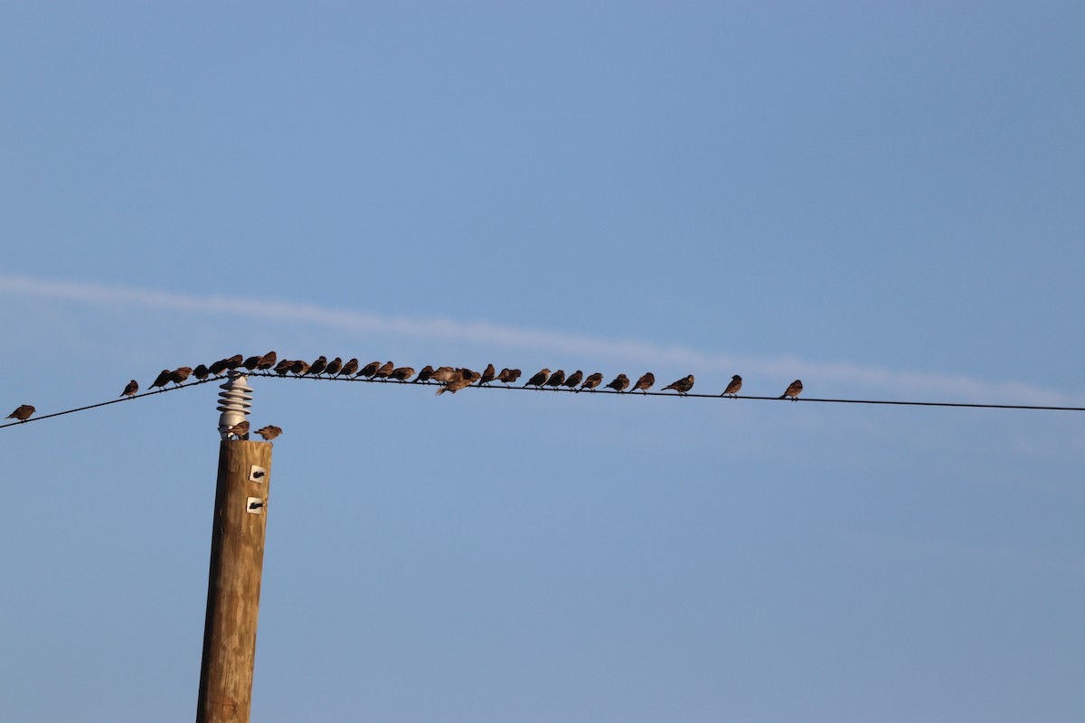 Brown-headed Cowbird - ML641405487