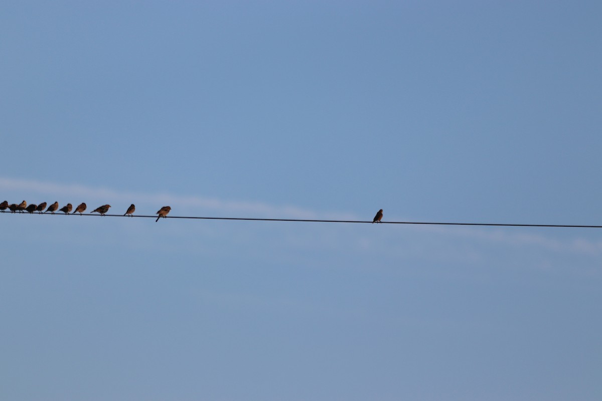 Brown-headed Cowbird - ML641405488
