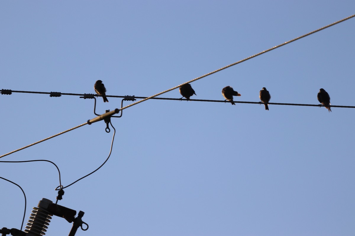 Brown-headed Cowbird - ML641405489