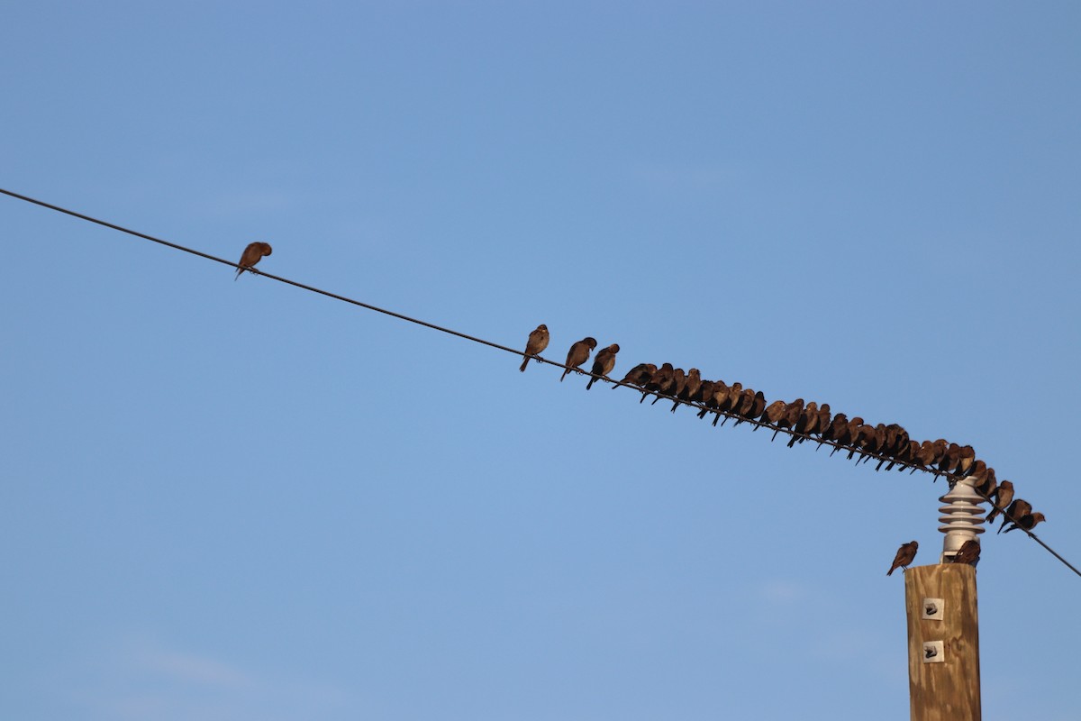 Brown-headed Cowbird - ML641405490