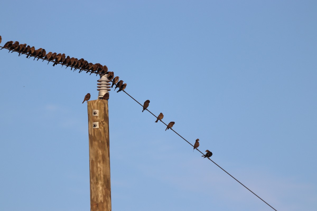 Brown-headed Cowbird - ML641405491