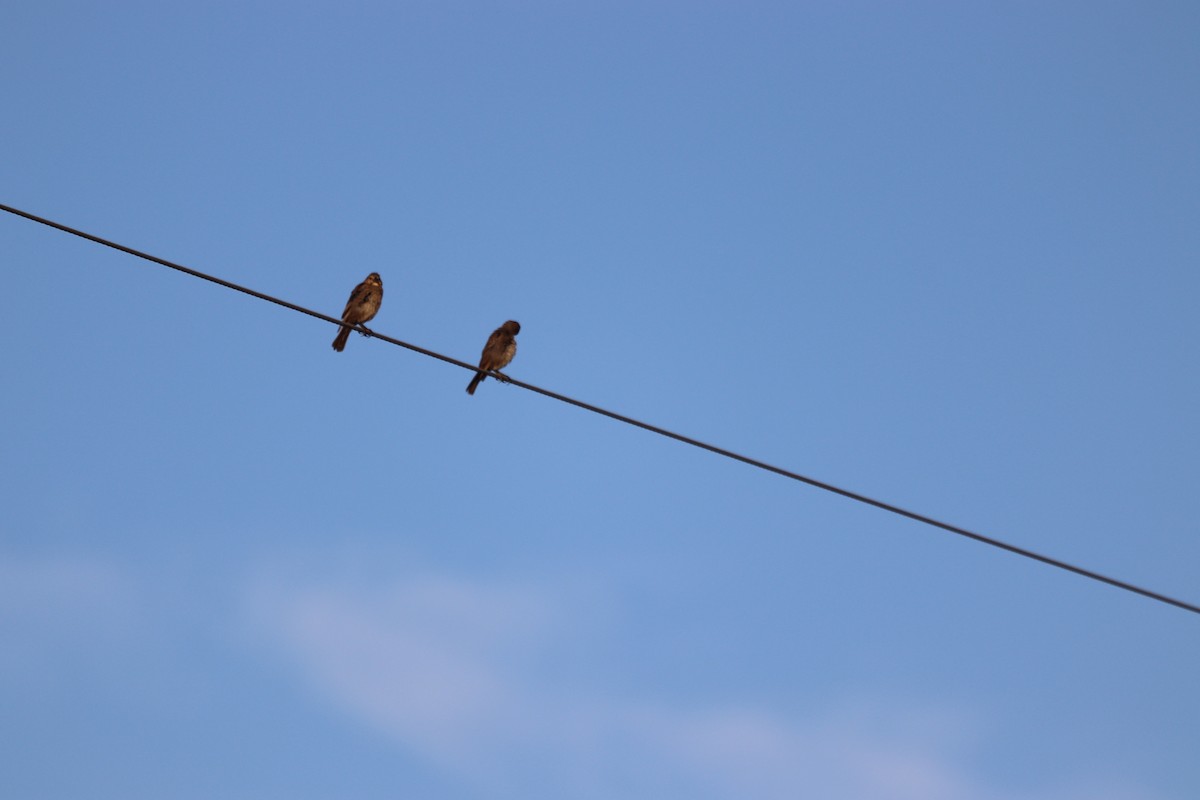 Brown-headed Cowbird - ML641405492