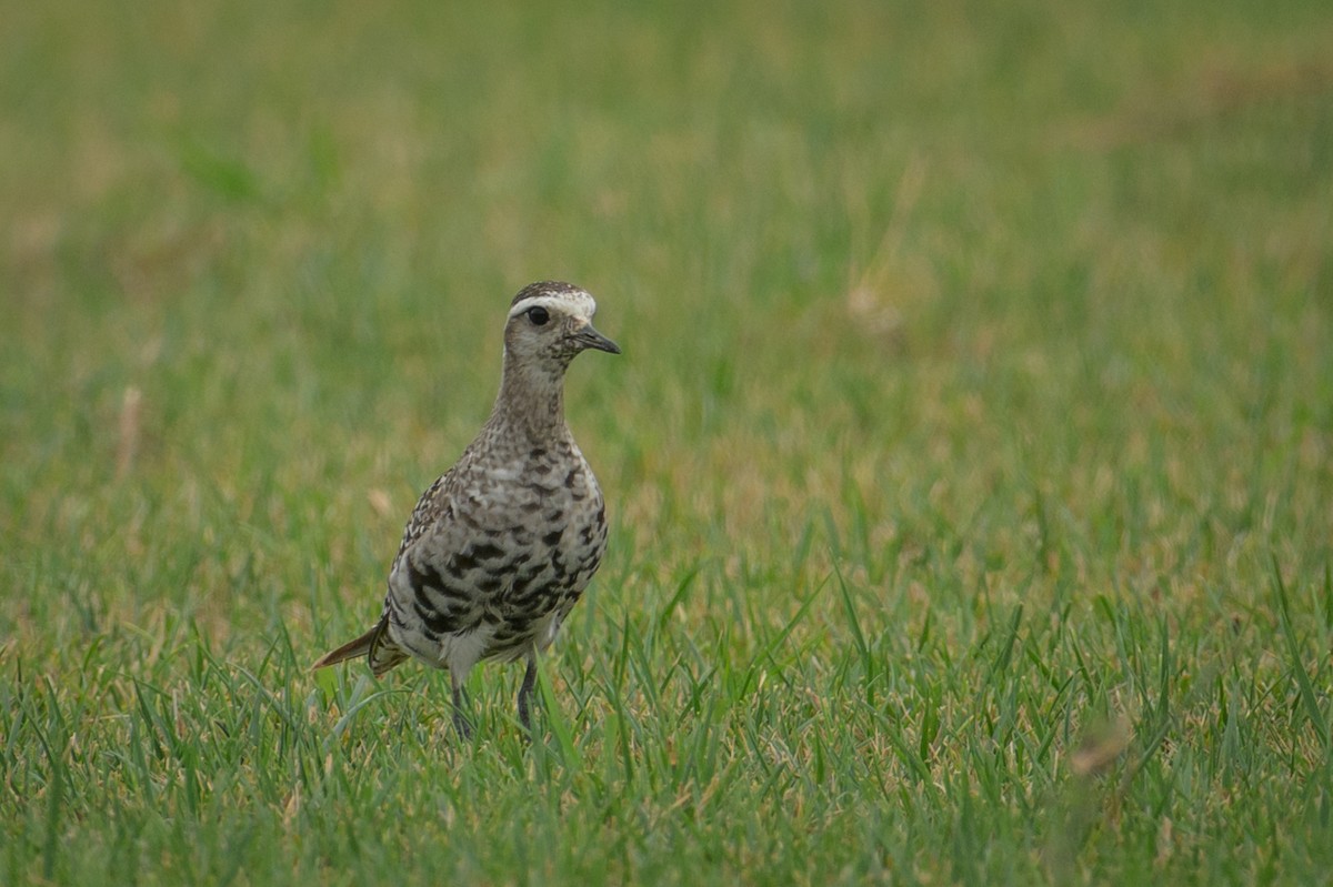 American Golden-Plover - ML641405493