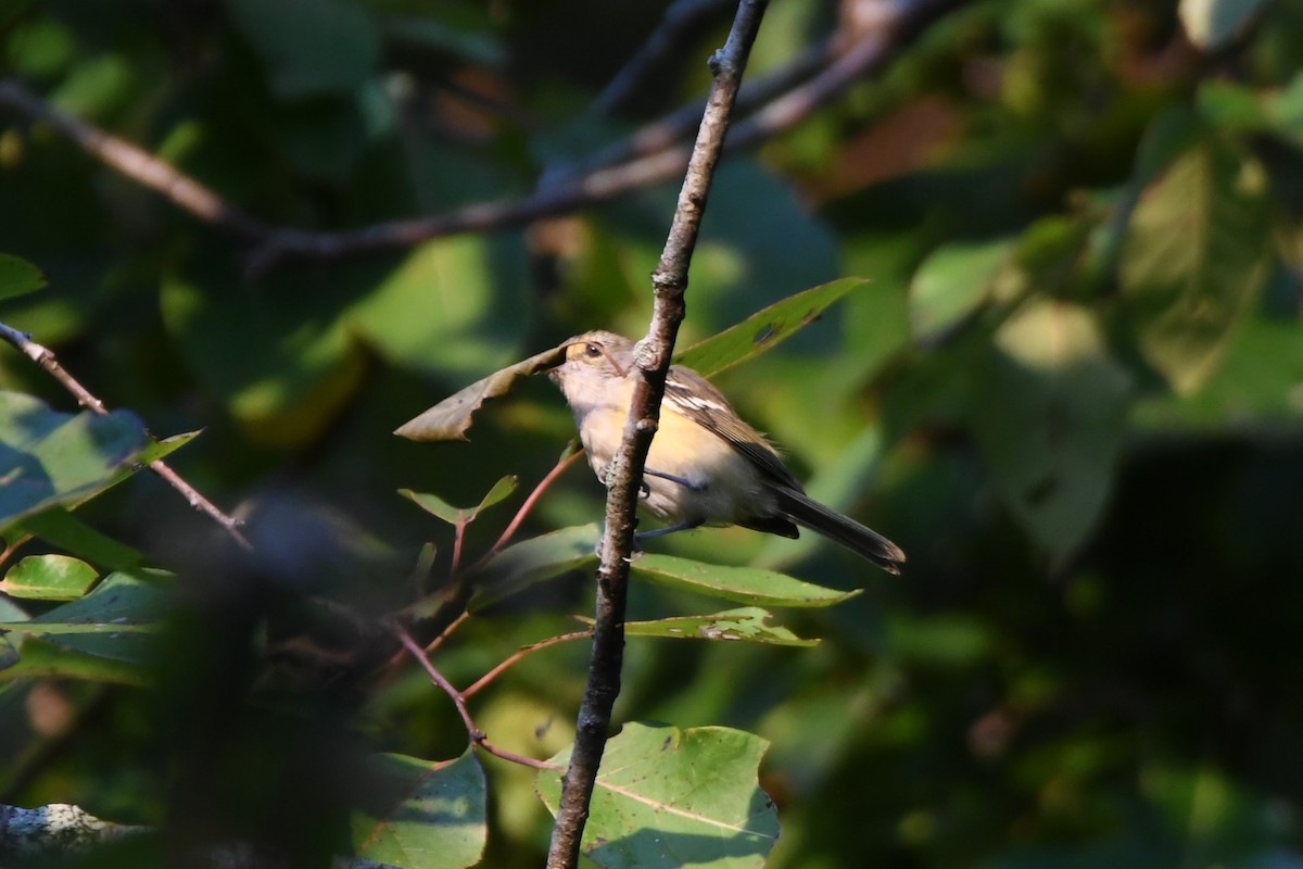 White-eyed Vireo - ML641405494