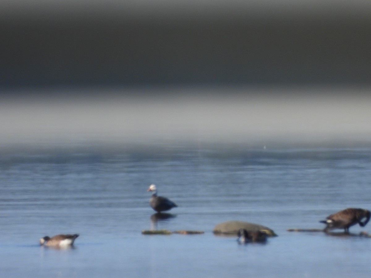 Snow Goose - ML641405498