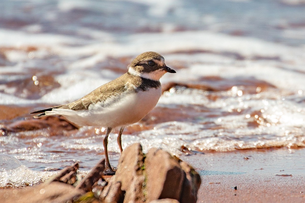 Semipalmated Plover - ML641405499