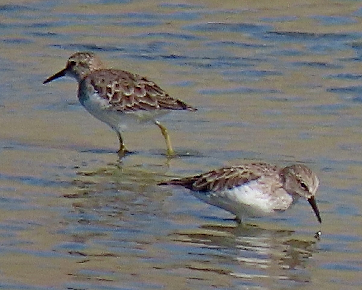 Least Sandpiper - ML641405501