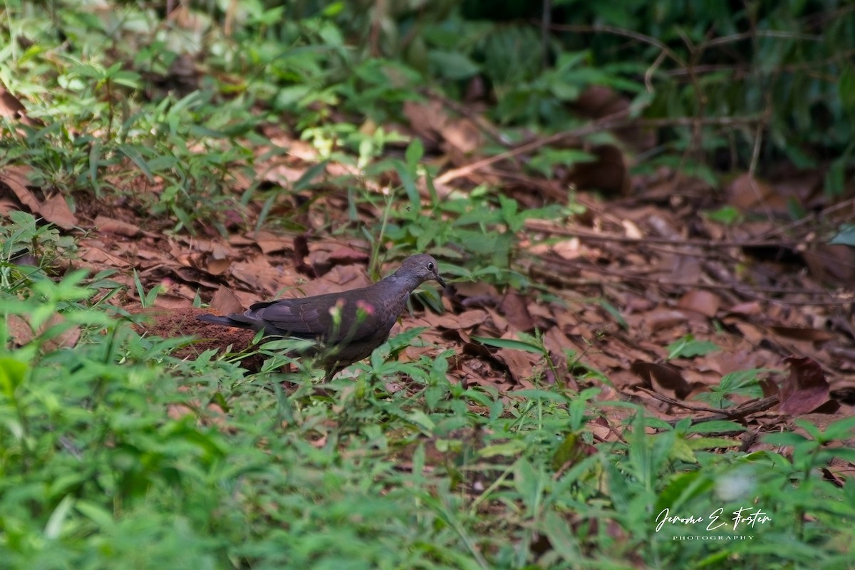 Gray-chested Dove - ML641405504