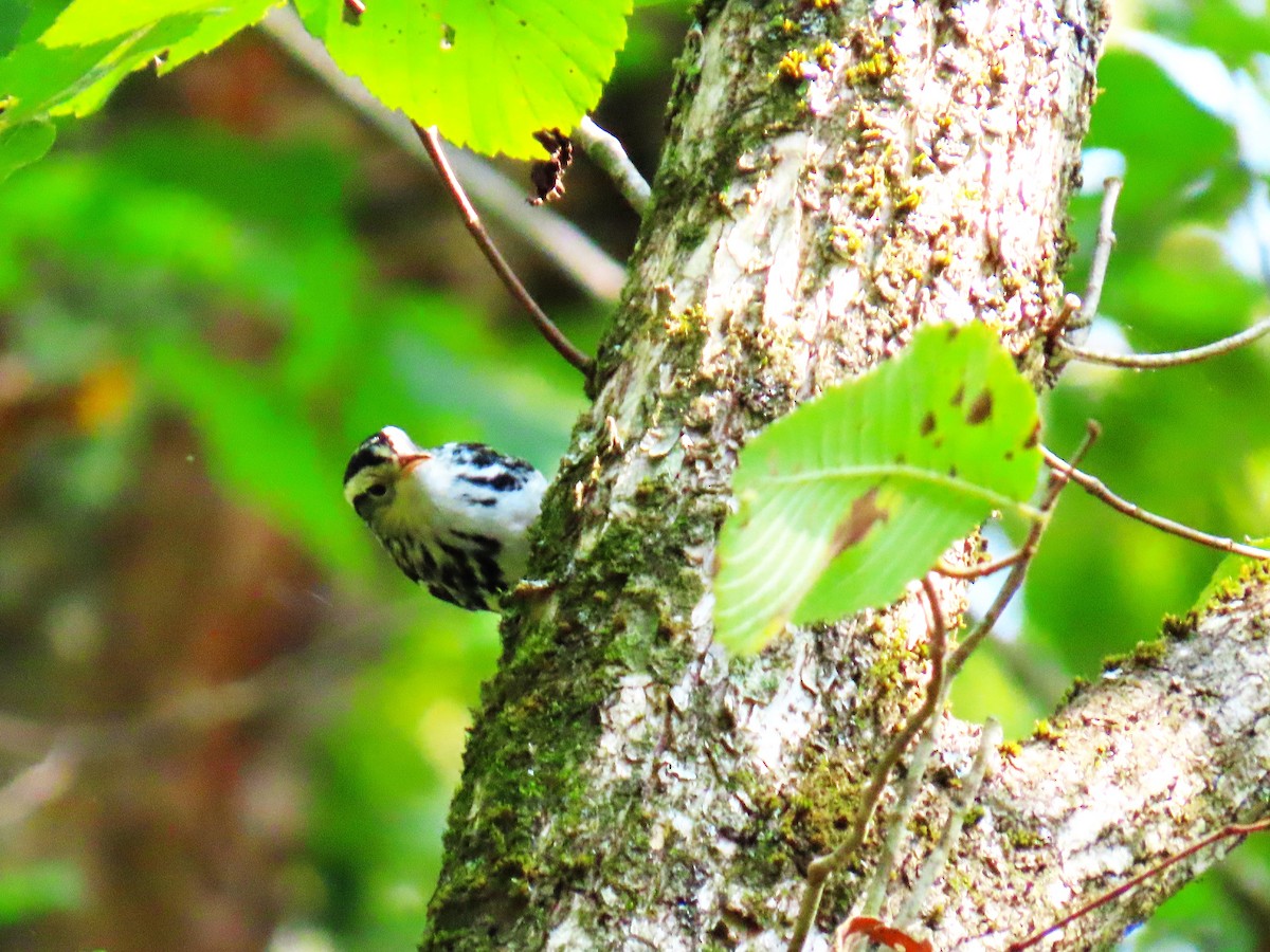 Black-and-white Warbler - ML641405505