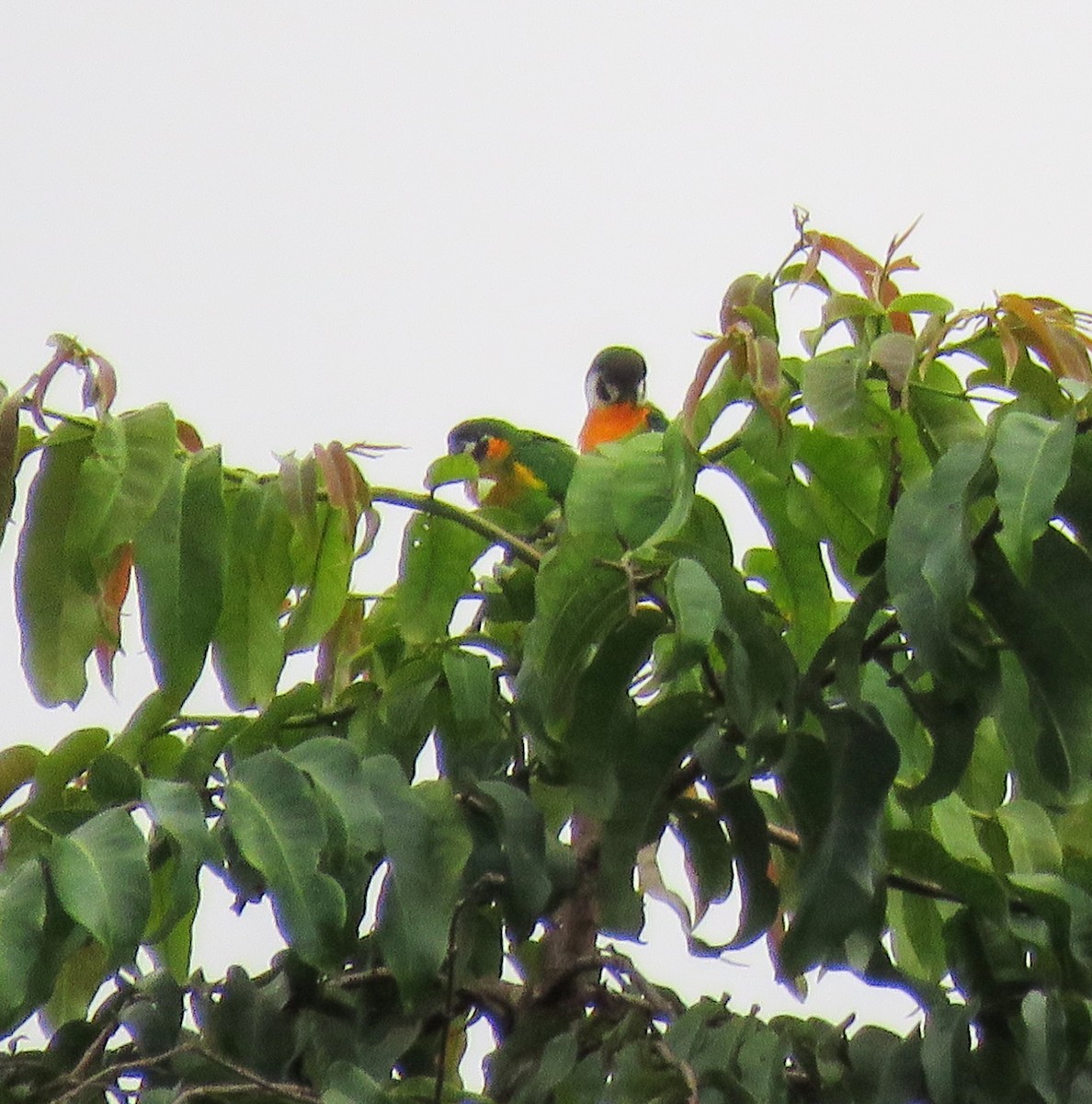 Dusky-cheeked Fig-Parrot - ML641405507