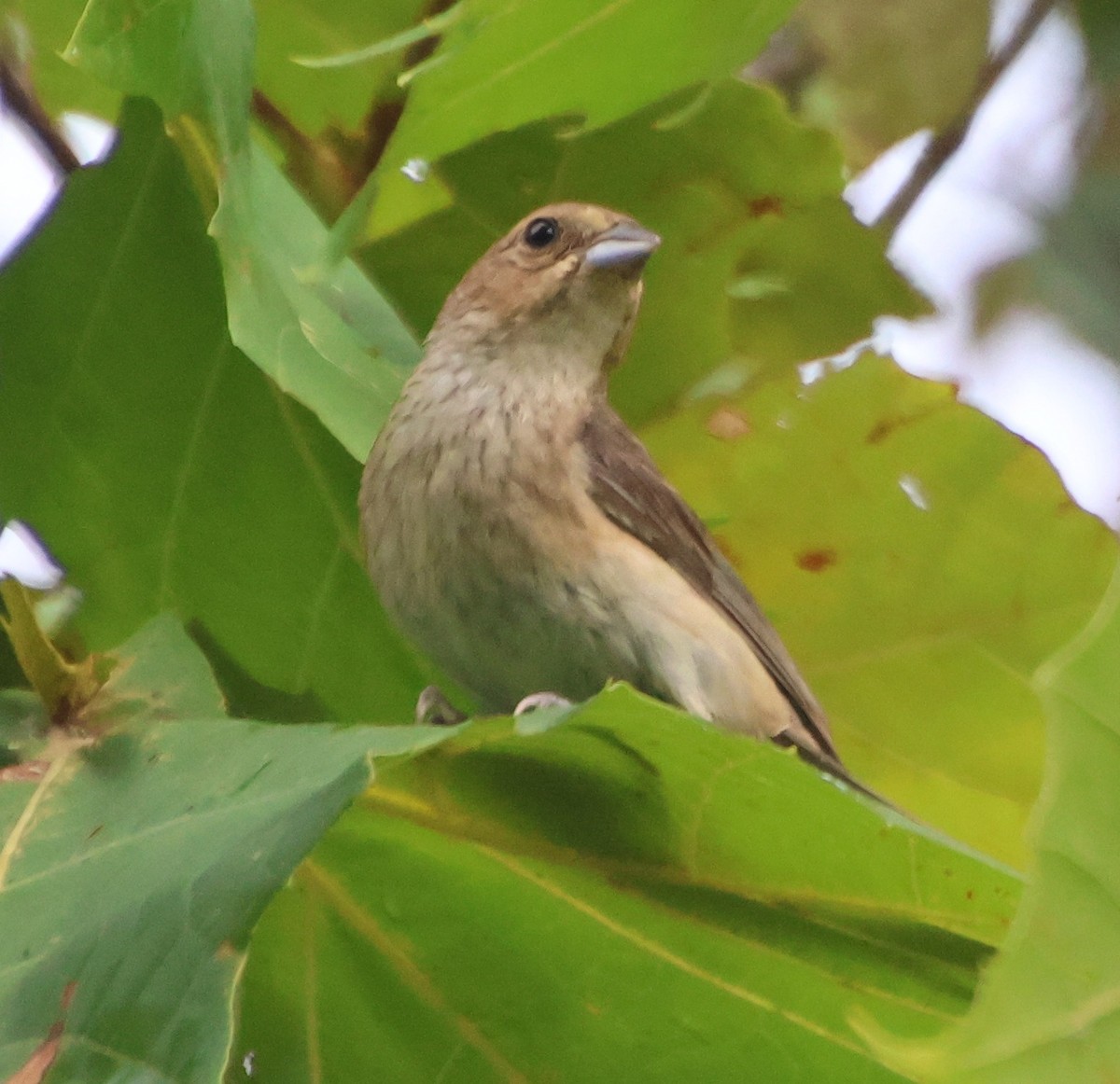 Indigo Bunting - ML641405508