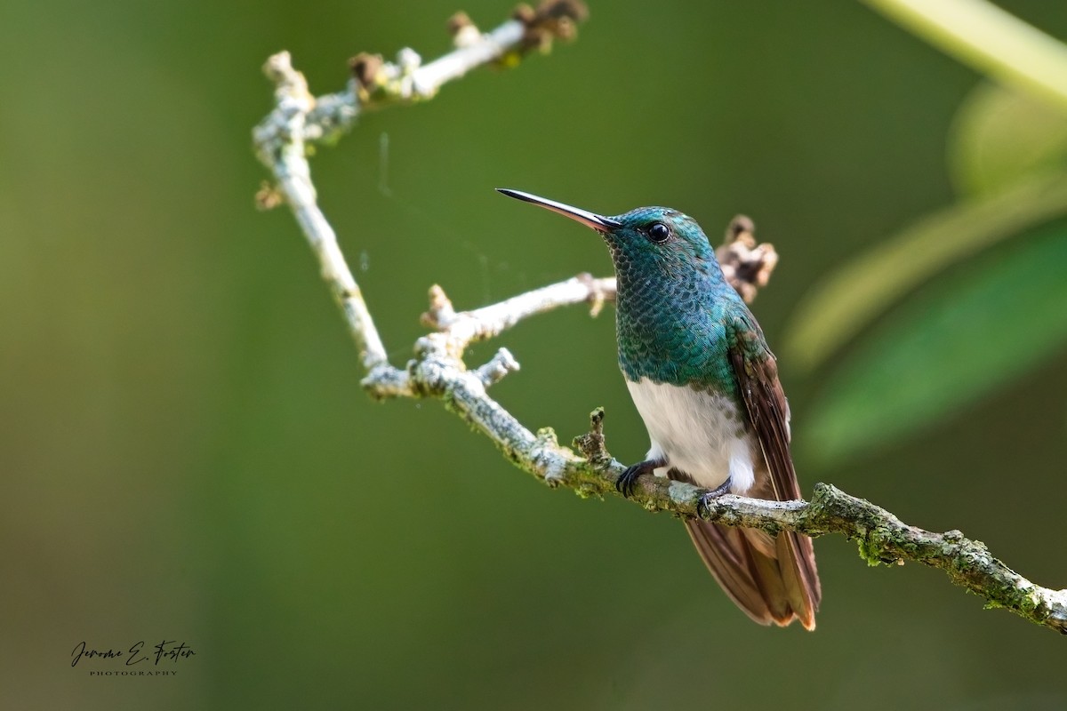 Snowy-bellied Hummingbird - ML641405512