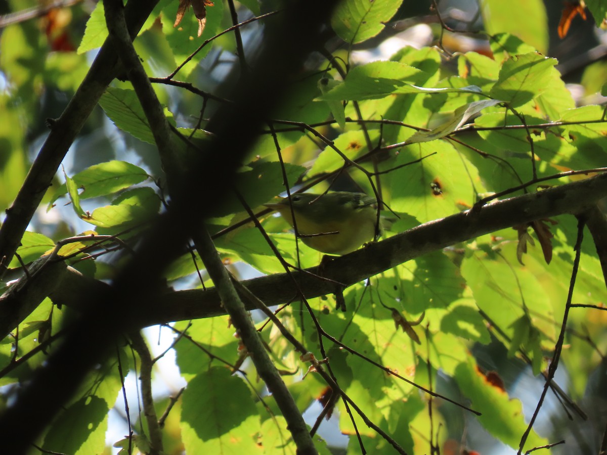 Northern Parula - ML641405520
